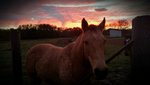sunset horse.jpg
