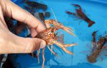 Crayfish-farming.jpg