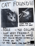 cat possum.PNG