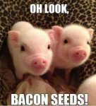 bacon seeds.jpg