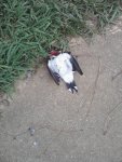 Dead Woodpecker.jpg