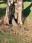 Golf ball in tree hole1.jpg