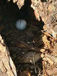 Golf ball in tree hole2.jpg