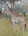 Giraffe_Mikumi_National_Park.jpg